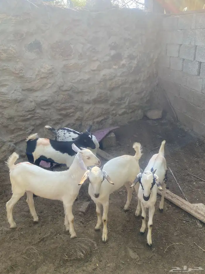 تيوس للبيع 0