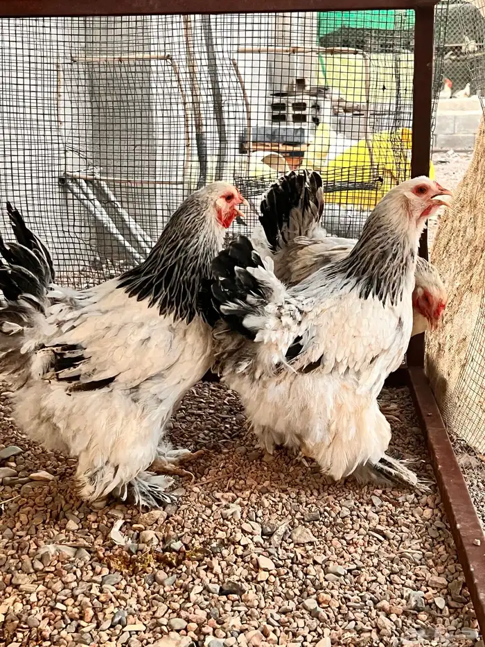 دجاج براهما بياض 1