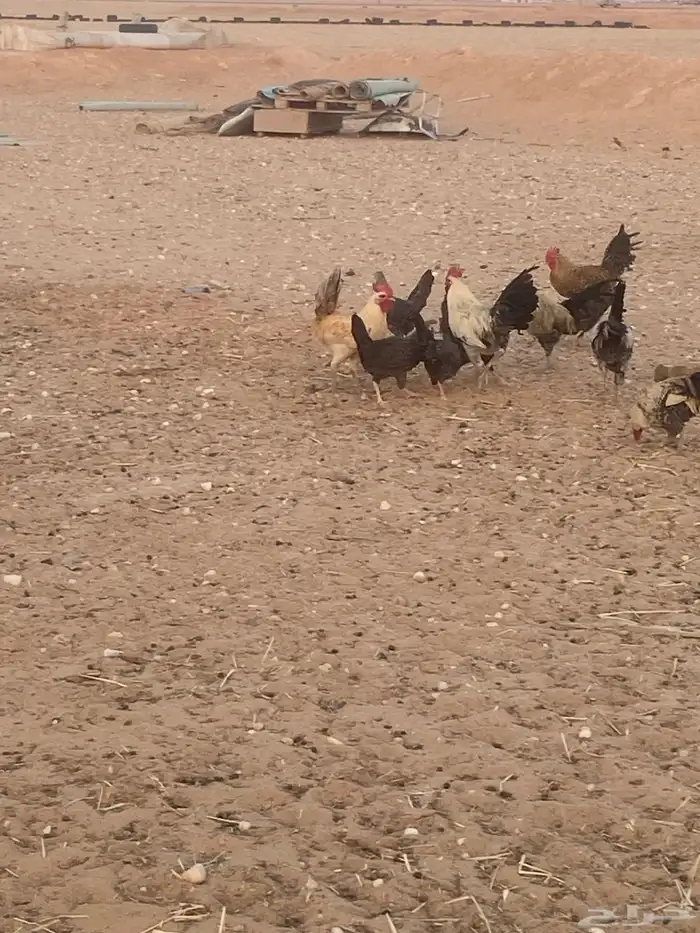 دجاج للبيع 2
