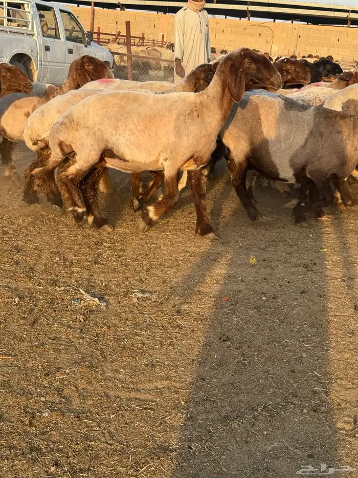 غنم نعيم 11