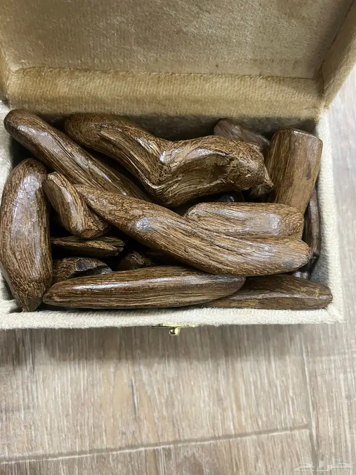 عود درجه اولى ثبات وفوحان 1