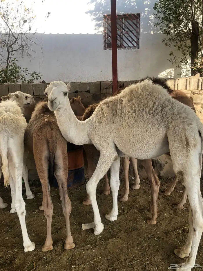 حشوان مناسبات العمر من 5 الى 6 شهور 8