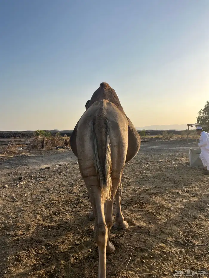 للبيع جمل طيب ومشروط 6