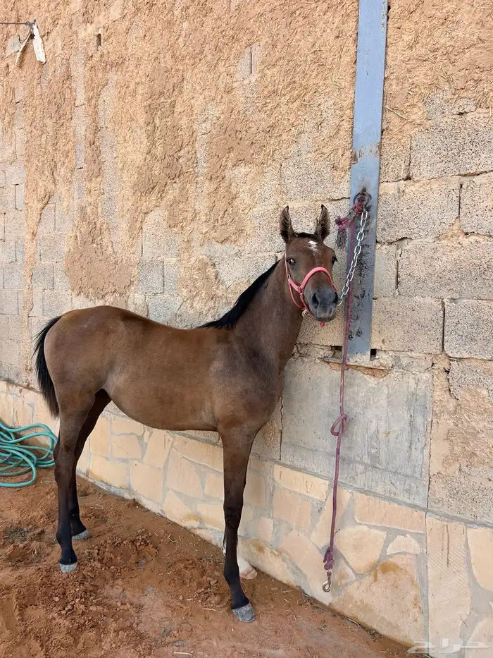 للبيع مهره واهو 2