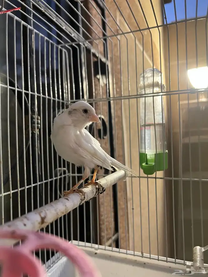 ذكر كناري ابيض 1