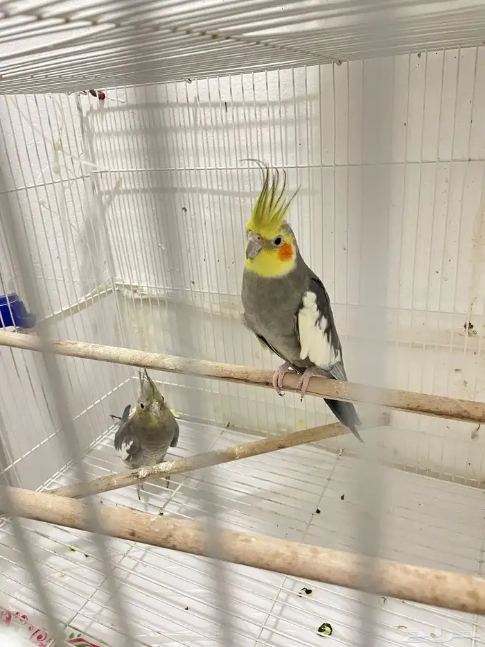 للبيع جواز كروان 0