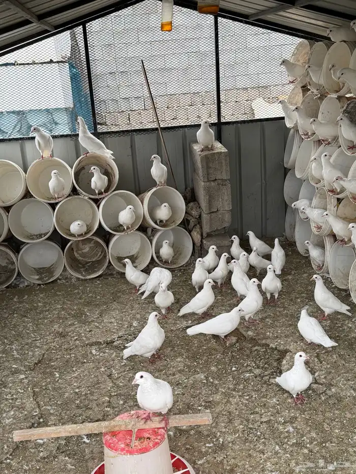 حمام فرنسي سلالة طيبه ومنتج 1