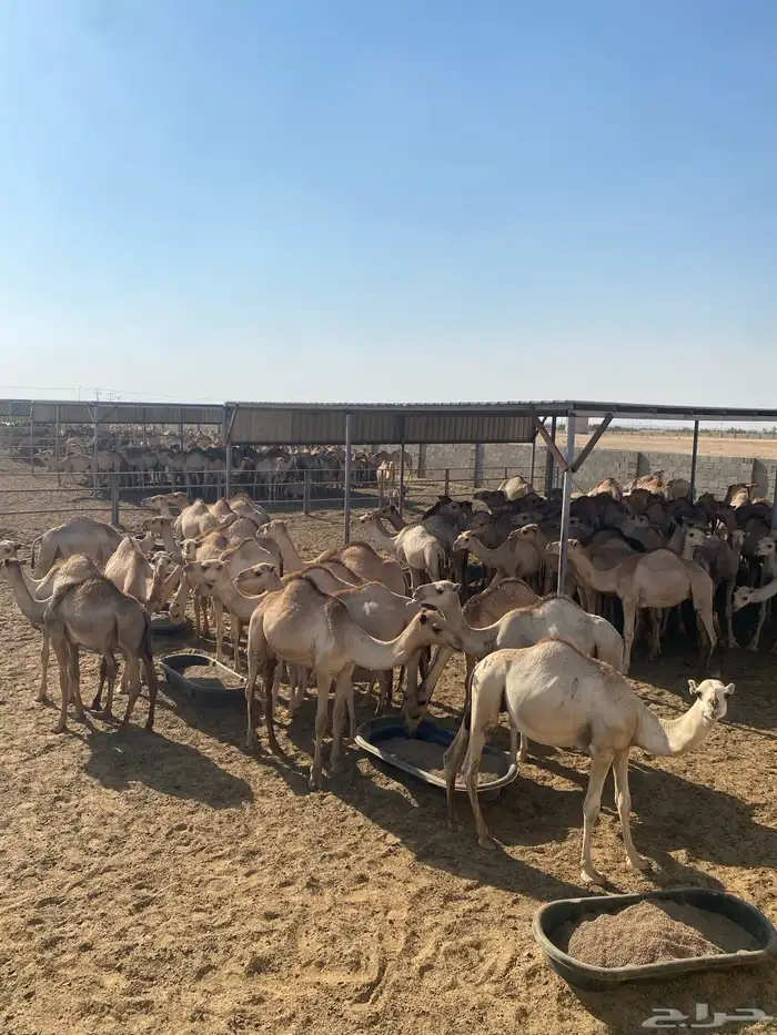 قعدان 0