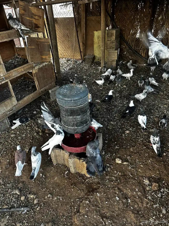 عشه حمام باكستاني للبيع فواخر الباكستاني 1