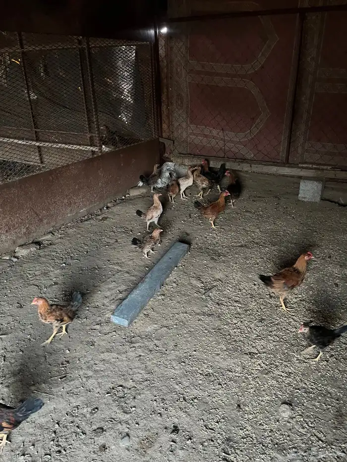 دجاج ل البيع 2