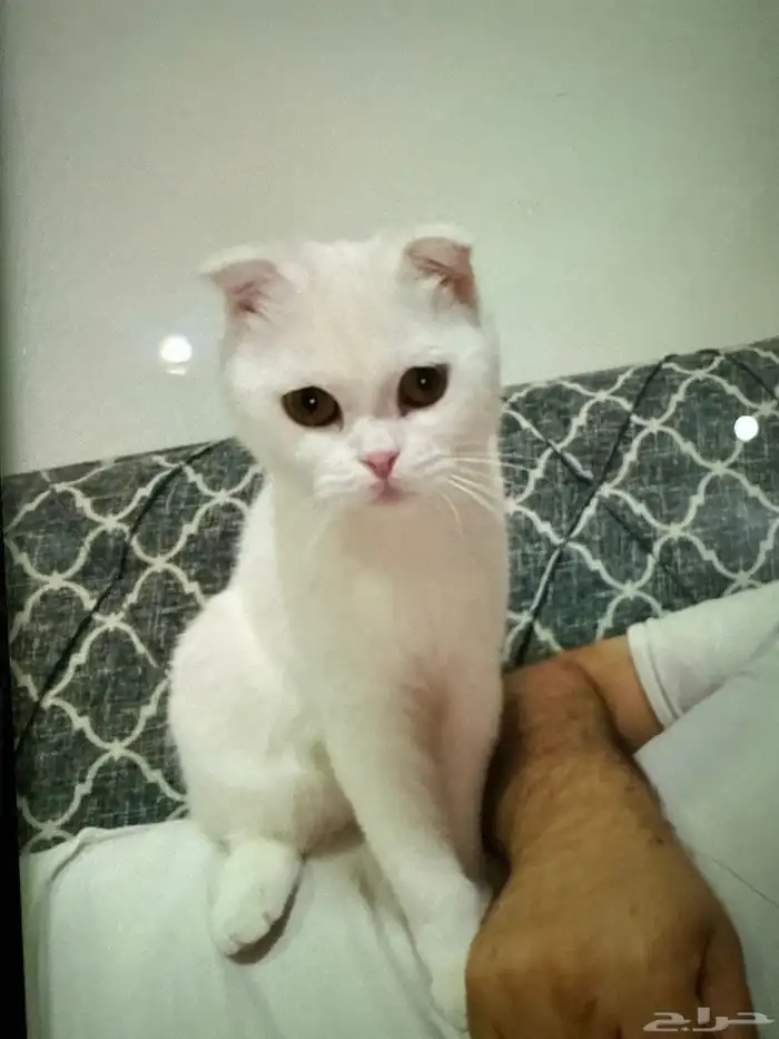 قطط اسكوتش صغيرة للبيع 11