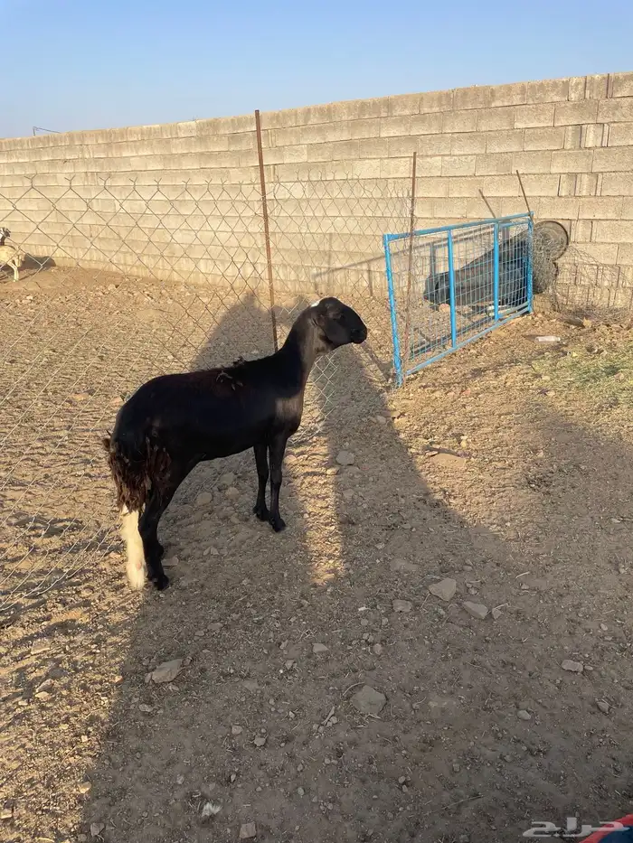 رخل سواكنيه 0