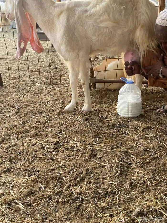 عنز فاخره جرم فل حليب ماشالله 5