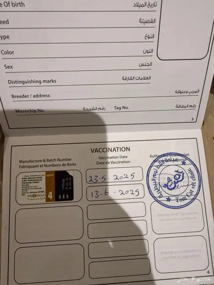 قطة انثى للبيع سكوتش 4