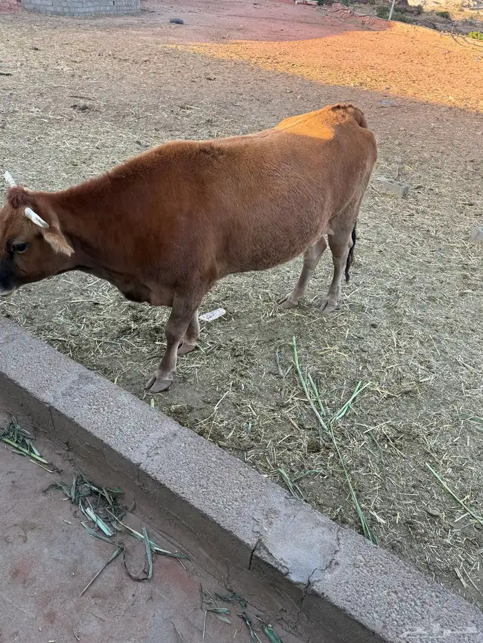 بقره للبيع 1