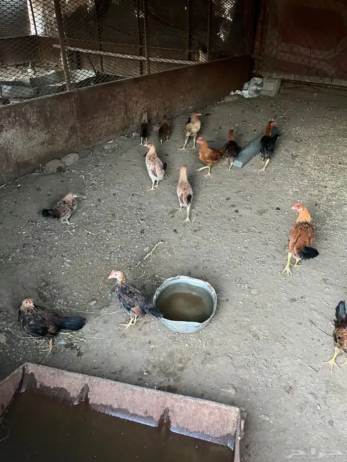 دجاج ل البيع 5