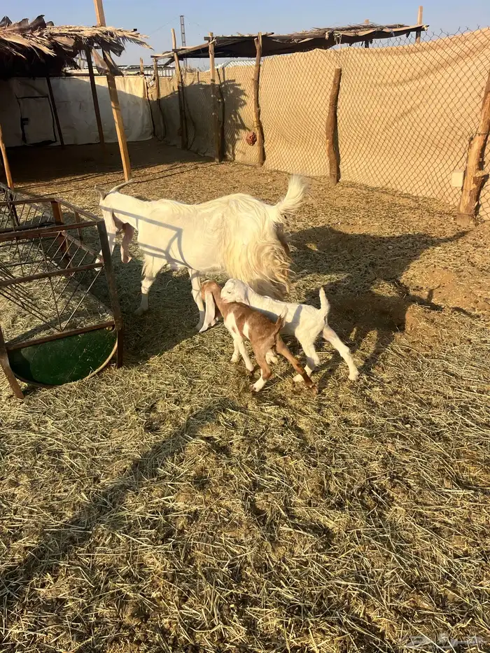 عنز مشروكه طيبه معها ثنين 2