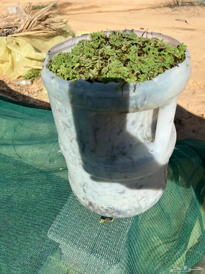 نبات ازولا الجركن فل 90 ريال 0