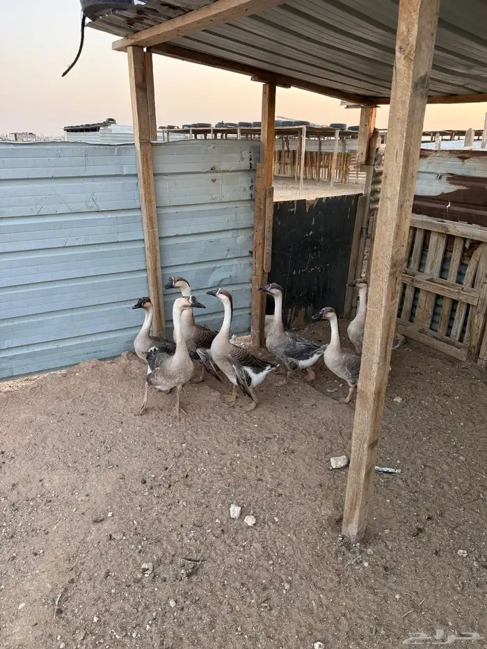 وز عراقي 3