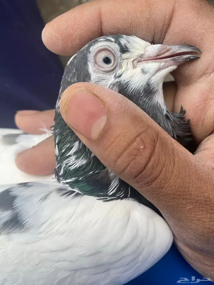 حمام باكستاني 6