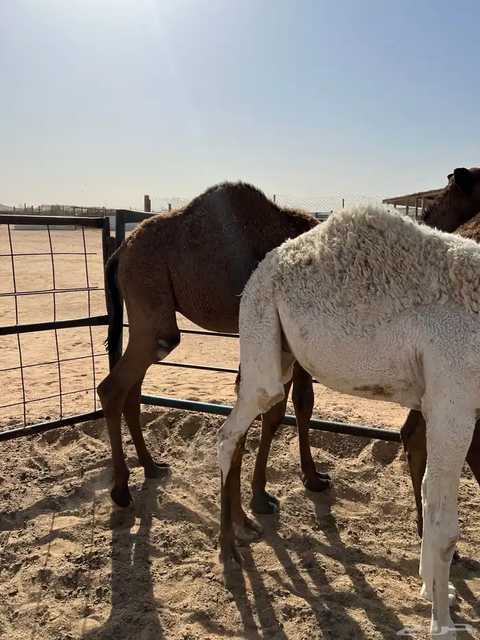 قعدان قصب طيبه 0
