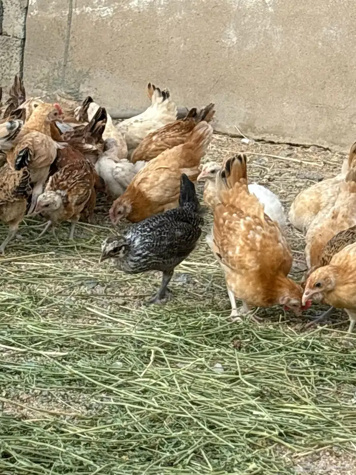 فروخ دجاج 0