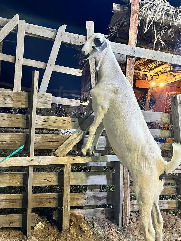 جفره كحلا صنف 3