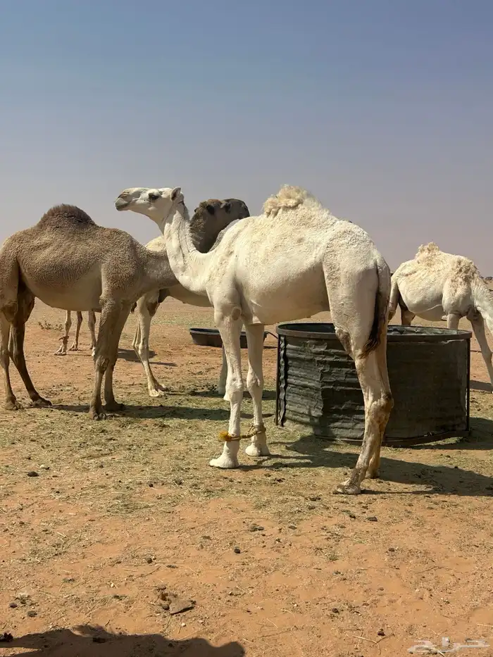 قعود حق قصب الموقع رماح على السوم 0