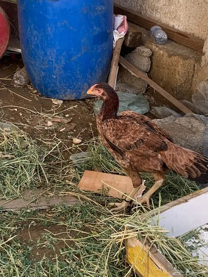 دجاج شامبو للبيع 5