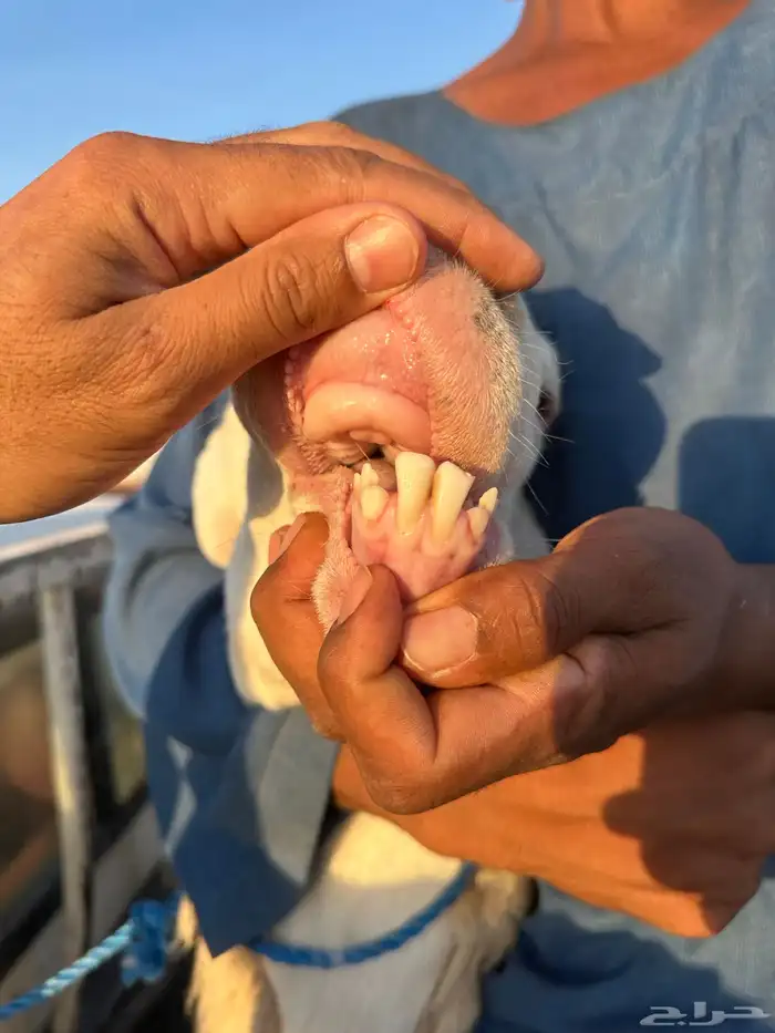 طلي فحل حري صنف 1