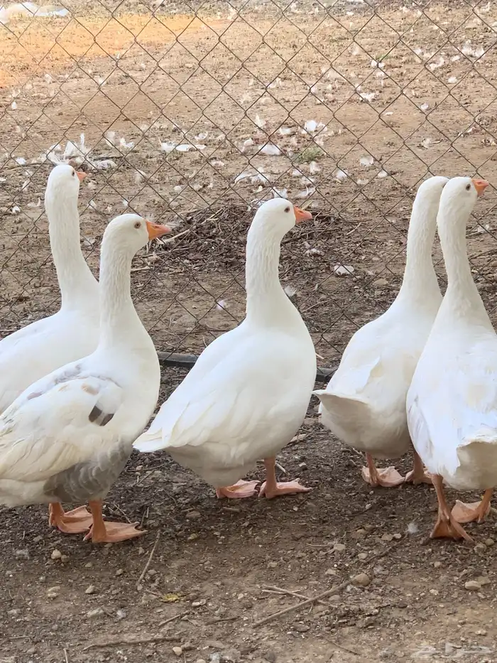 وزبادي وبط بلدي 2