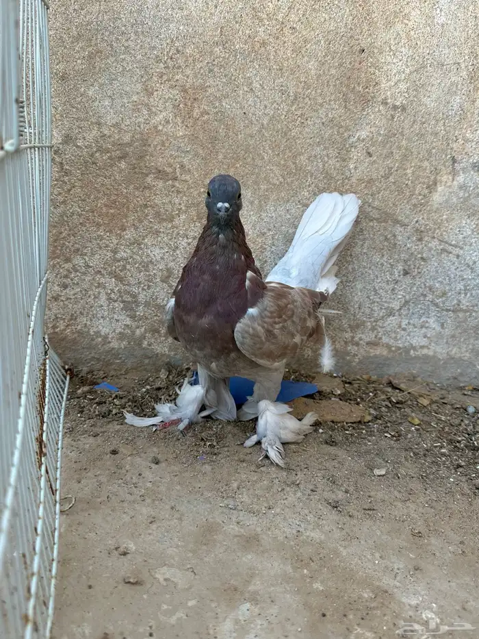 حمام زينه 5