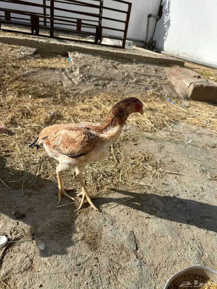 شامو يباني 15