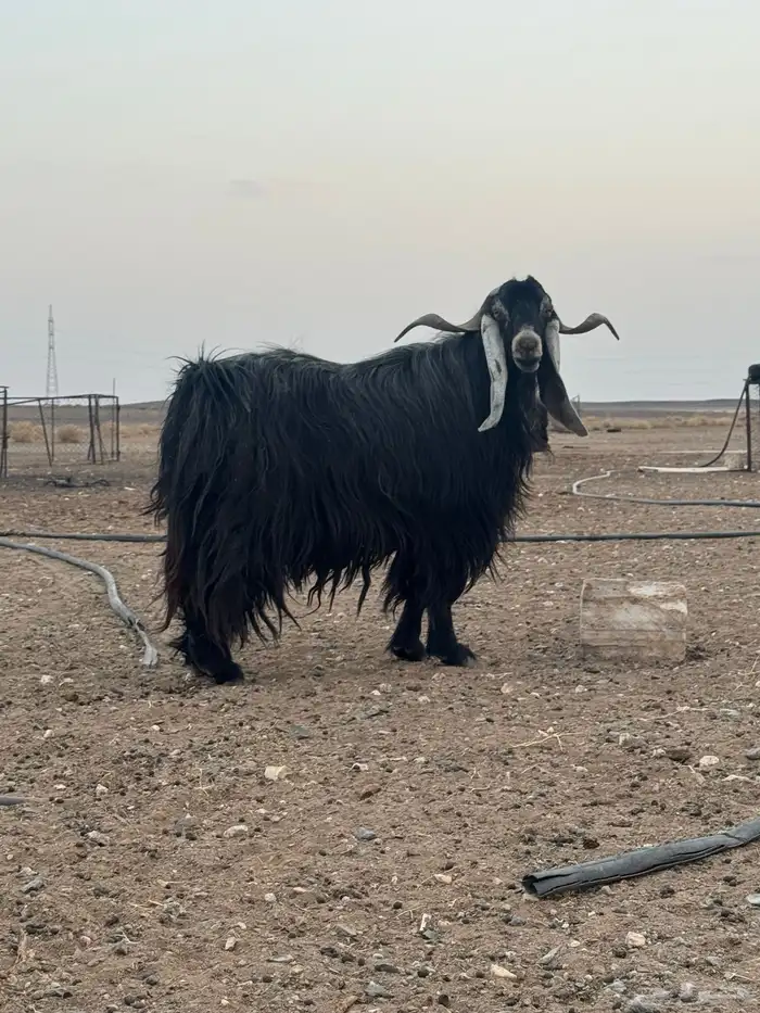 تيس فحل مشروط 1