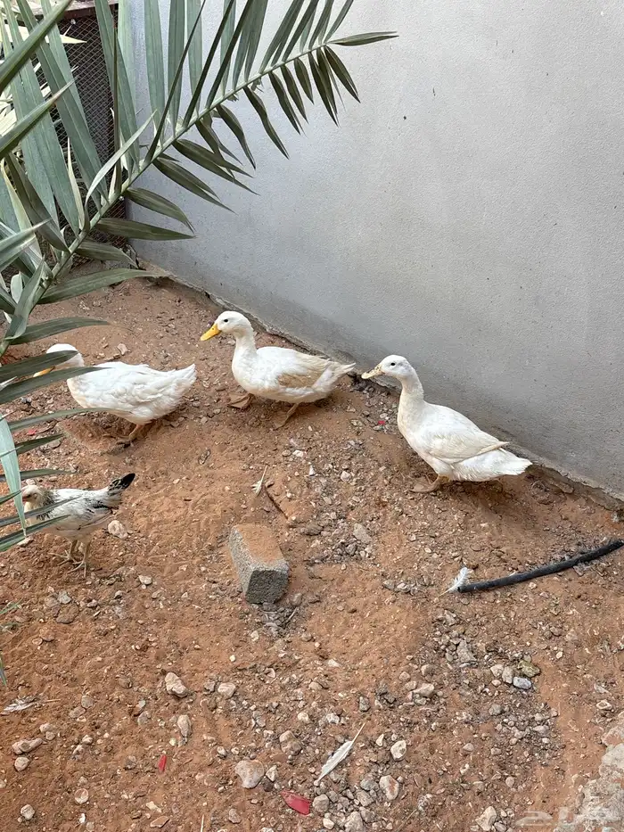 بط بكيني بياض 1