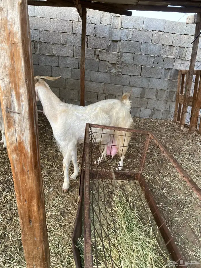 عنز فاخره جرم فل حليب ماشالله 3