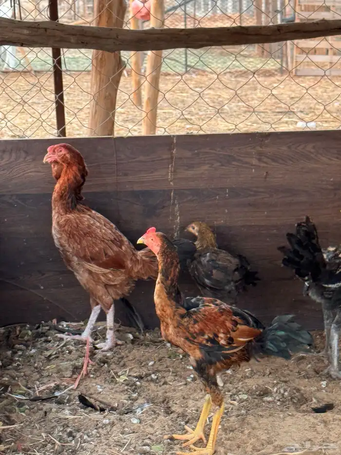 دجاجه باكستاني مفرخه 1