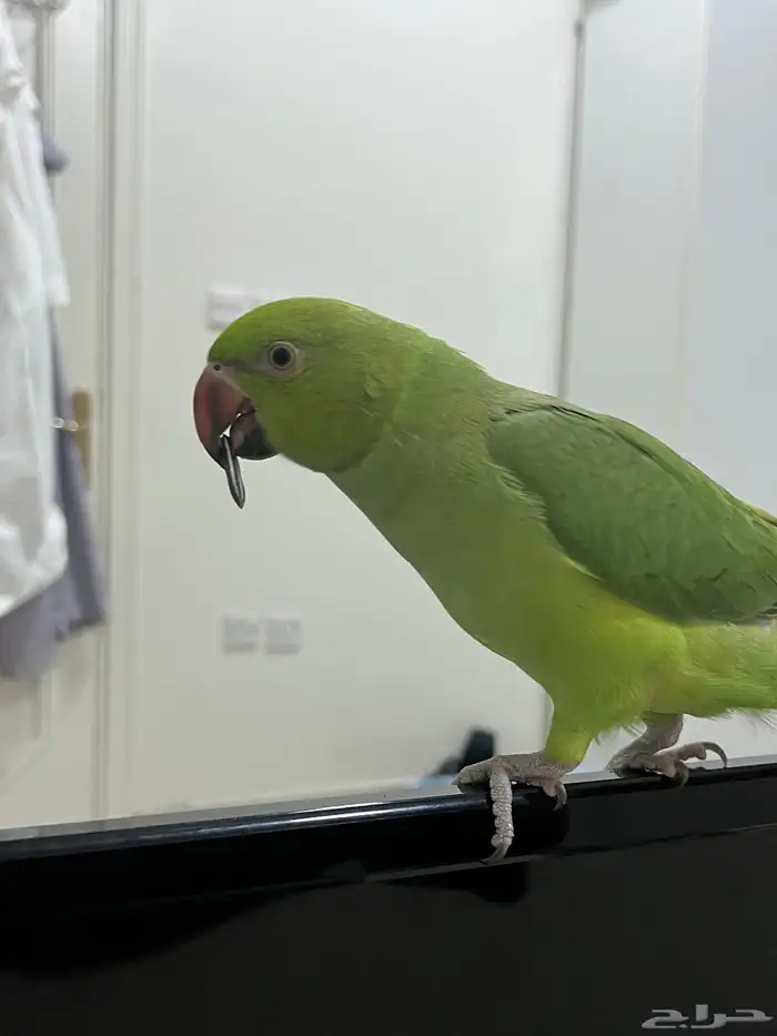 ببغاء درة 0