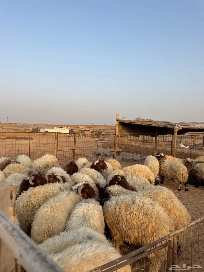 ذبائح تابي وتمارا ويوجد صلخ وتوصيل ( بريدة) 7