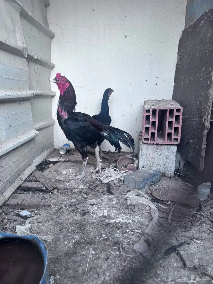 ديكين ودجاجتين 4