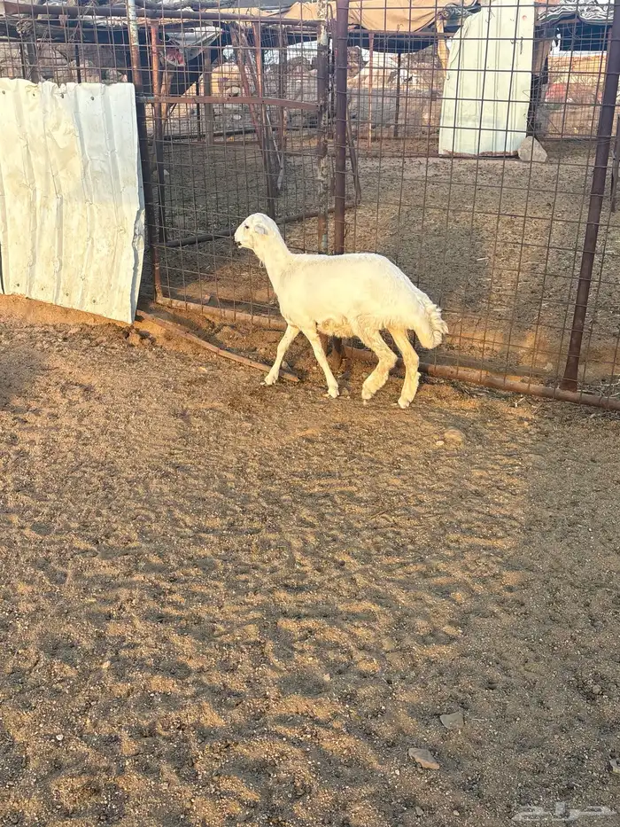 رخل ذبيحه تم البيع 1