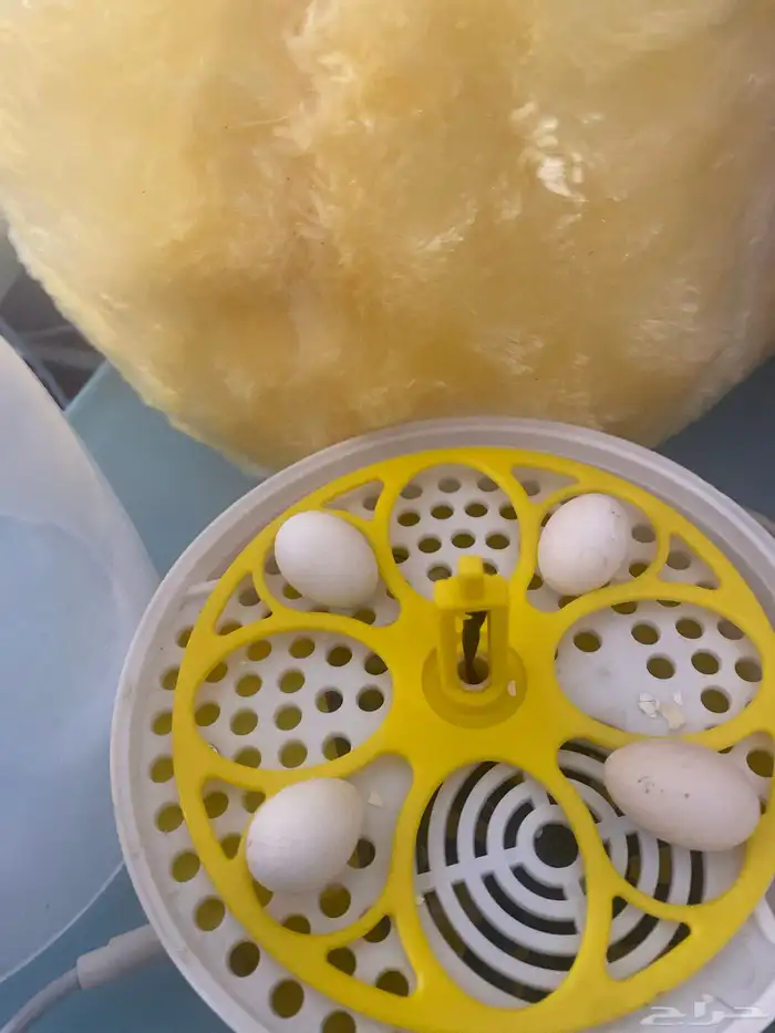 فقاسة بيض 3