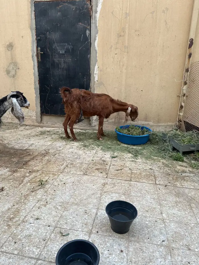 عند شامي 0