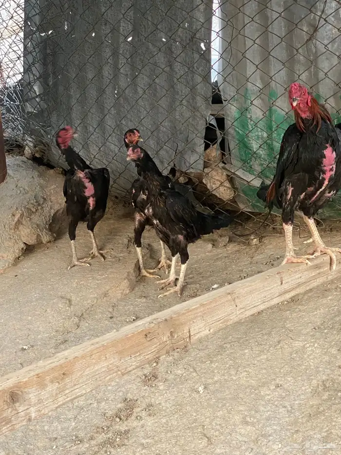 دجاج شامو 0