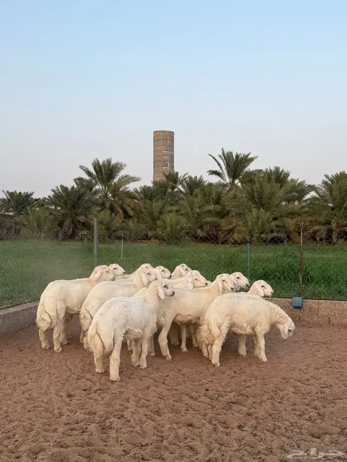 للبيع بهم حري 1