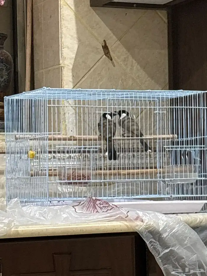 زوج بلابيل للبيع 3