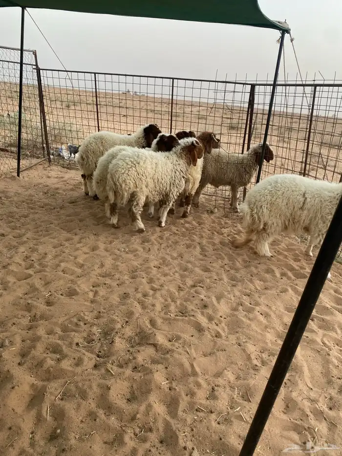 بهم نعيم فاخر 4