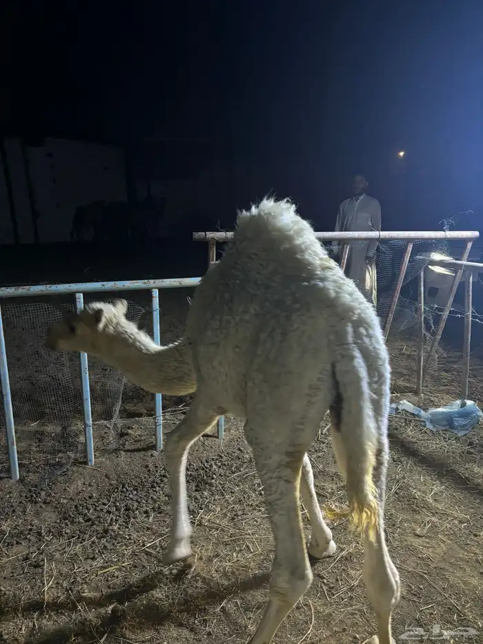 قعود عمره 6 شهور 2