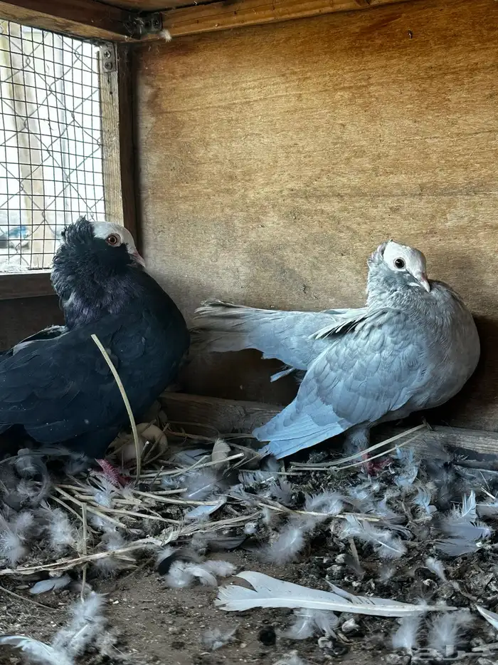 زوج صومالي منتج مع فروخ 2