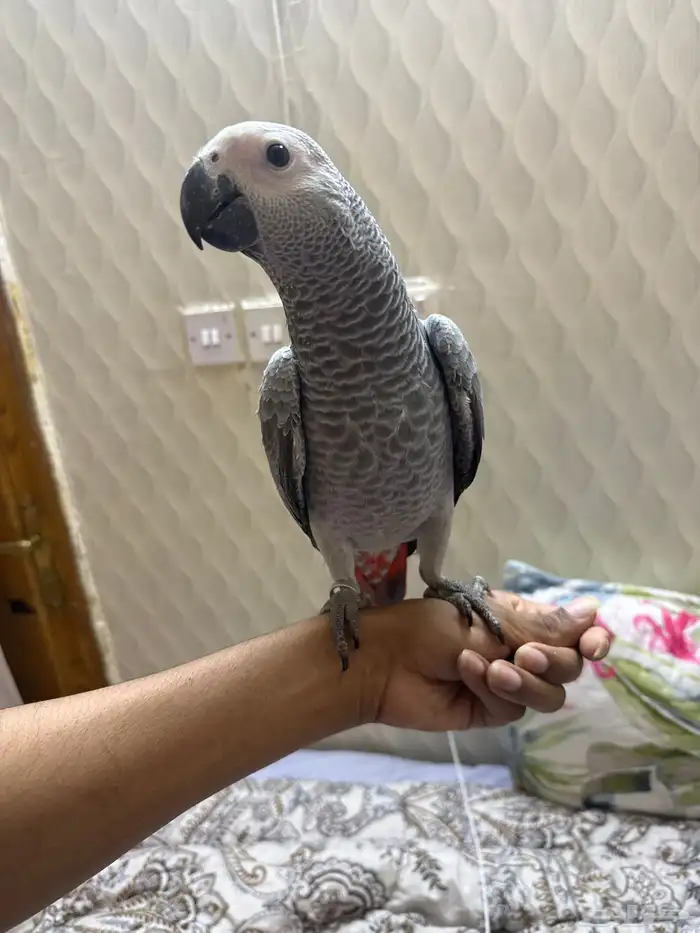 بغبغاء 3